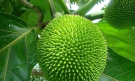 Ảnh minh họa: Internet