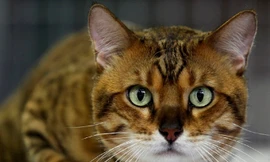 Ảnh minh hoạ: Internet