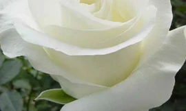 Ảnh minh họa: Internet