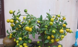 Ảnh minh họa: Internet