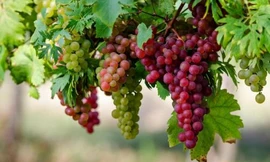 Ảnh minh hoạ: Internet