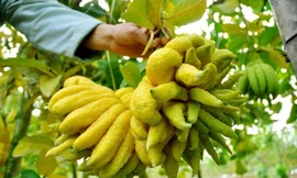 Ảnh minh họa: Internet