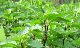 Ảnh minh hoạ: Internet