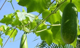 Ảnh minh hoạ: Internet