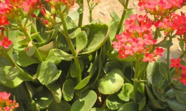 Ảnh minh hoạ: Internet