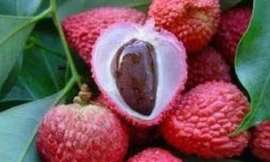 Ảnh minh hoạ: Internet