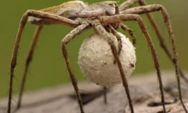 Ảnh minh họa: Internet