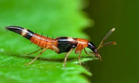 Kiến ba khoang: Ảnh minh họa: Internet