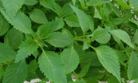 Ảnh minh họa: Internet