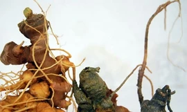 Ảnh minh họa: Internet