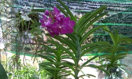 Ảnh minh họa: Internet