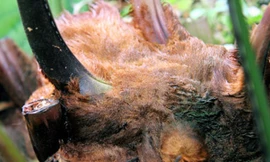 Ảnh minh họa: Internet