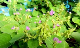 Ảnh minh họa: Internet