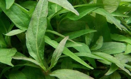 Ảnh minh họa: Internet