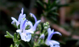 Ảnh minh họa: Internet