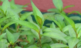 Ảnh minh họa: Internet