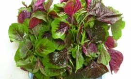 Ảnh minh hoạ: Internet