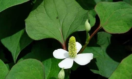 Ảnh minh hoạ: Internet