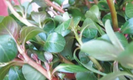 Ảnh minh hoạ: Internet