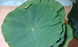 Ảnh minh họa: Internet