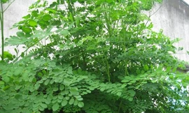 Ảnh minh hoạ: Internet