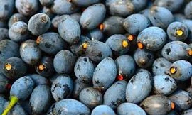 Ảnh minh hoạ: Internet