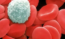 Ảnh minh họa: Internet