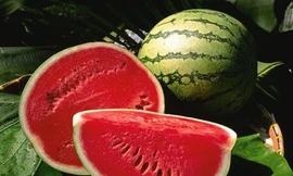 Ảnh minh hoạ: Internet