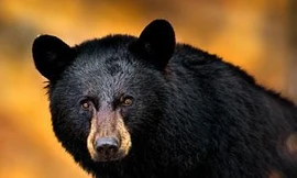 Ảnh minh hoạ: Internet