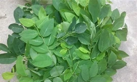 Ảnh minh hoạ: Internet