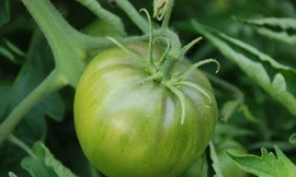 Ảnh minh họa: Internet