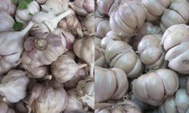 Ảnh minh họa: Internet