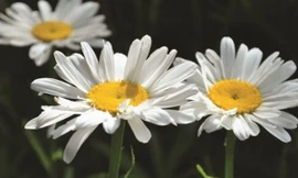 Ảnh minh họa: Internet