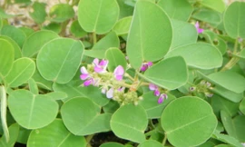 Ảnh minh họa: Internet