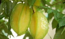 Ảnh minh hoạ: Internet