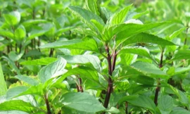 Ảnh minh họa: Internet