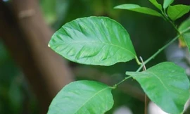 Ảnh minh họa: Internet