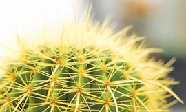 Ảnh minh họa: Internet