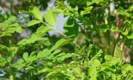 Ảnh minh hoạ: Internet