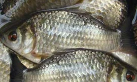 Ảnh minh hoạ: Internet