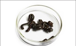 Ảnh minh họa: Internet