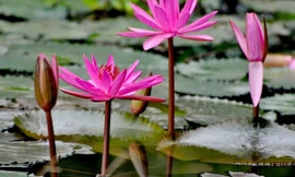 Ảnh minh họa: Internet