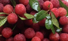 Ảnh minh họa: Internet