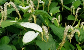 Ảnh minh họa: Internet