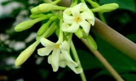 Ảnh minh hoạ: Internet