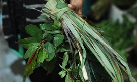 Ảnh minh hoạ: Internet