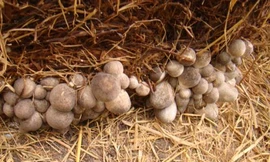 Ảnh minh họa: Internet