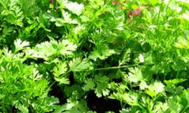 Ảnh minh họa: Internet