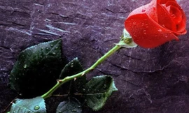 Ảnh minh họa: Internet