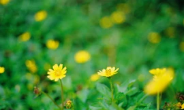 Ảnh minh hoạ: Internet